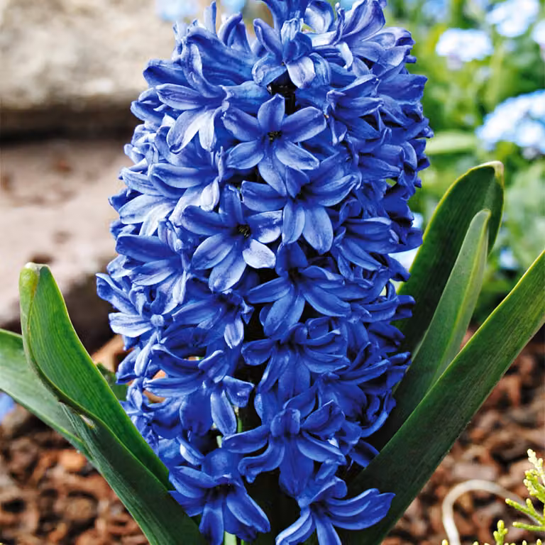 Bulbi di giacinto Bulbi di fiori Hyacinthus Blue Star 3 pz.