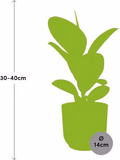 Ficus elastica 'Robusta', pianta da appartamento in vaso da 14cm, rosa, facile