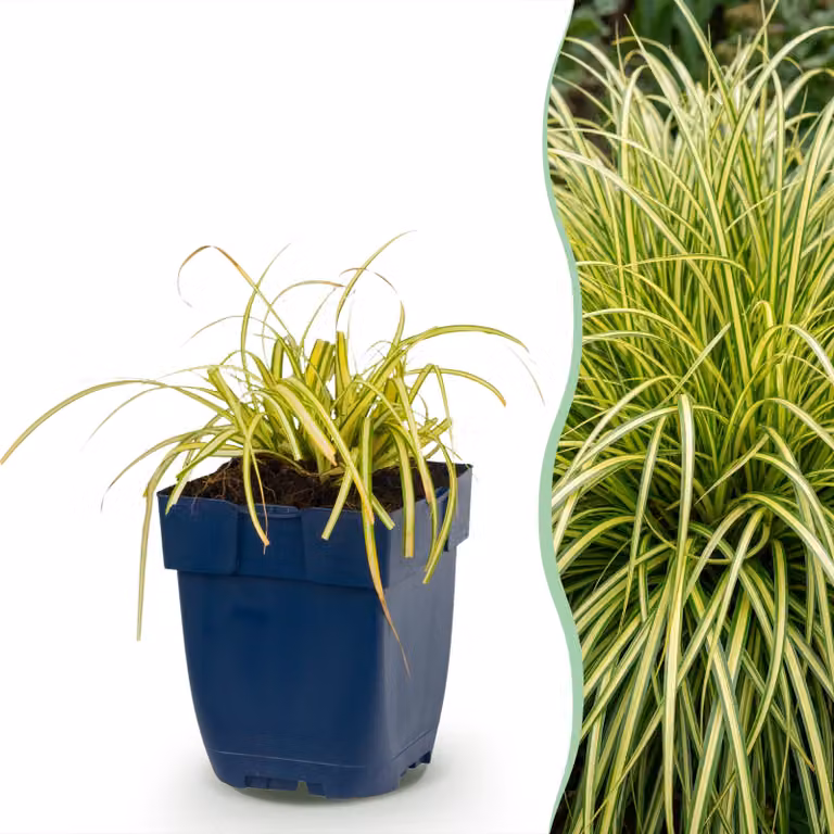 Carex oshimensis Evergold - Carice giapponese - A foglia perenne - Giallo-verde - 6 piante - 15-25cm - Ø11cm - Pianta da giardino