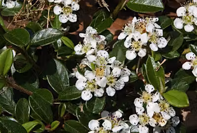 12 x Cotoneaster dammeri - Nespolo da tappeto - vaso 9 cm x 9 cm