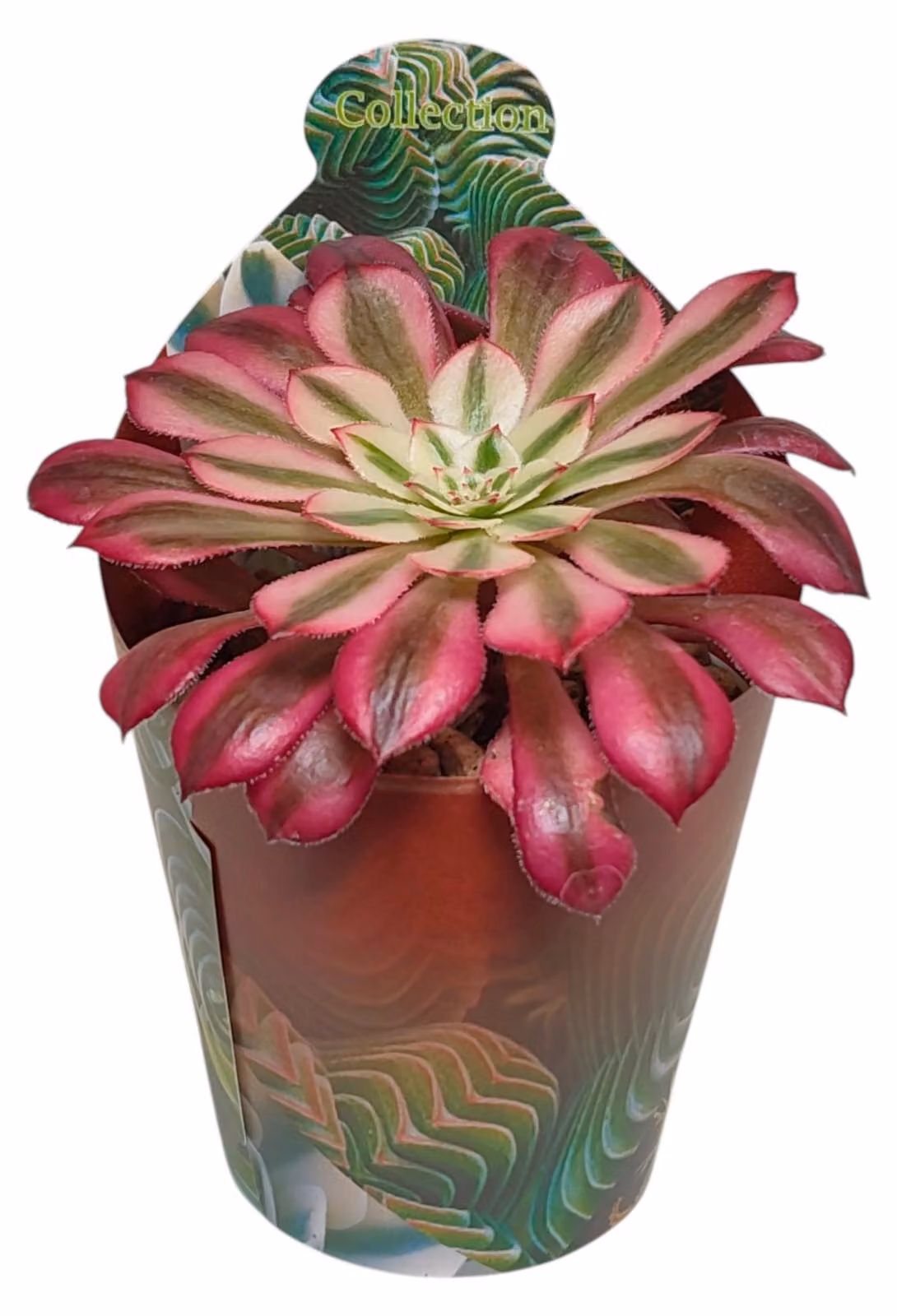 Aeonium "Mardi Gras" - Rosetta Grassa - Rarità - 6,5cm Topf - 15cm alto