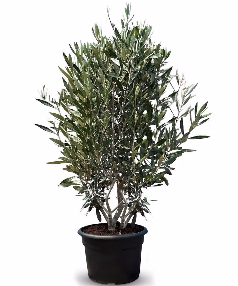 Sunny Tree - Olivo - Olea Europaea in forma di arbusto - Altezza circa 140-160 cm incluso il vaso. - Resistente all'inverno fino a -18 - Sempreverde