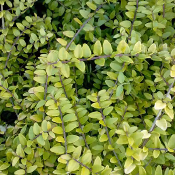 2 piante di *Lonicera nitida* 'Baggesen's Gold', adatte per siepi, in vaso, altezza 20-25 cm