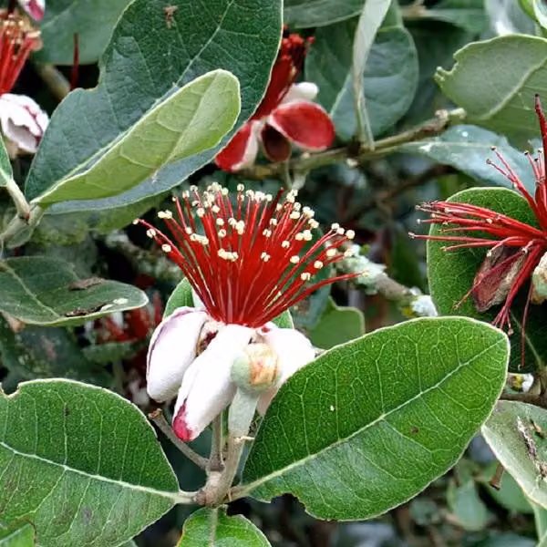Guava brasiliana - Acca sellowiana | 60-80 cm in vaso