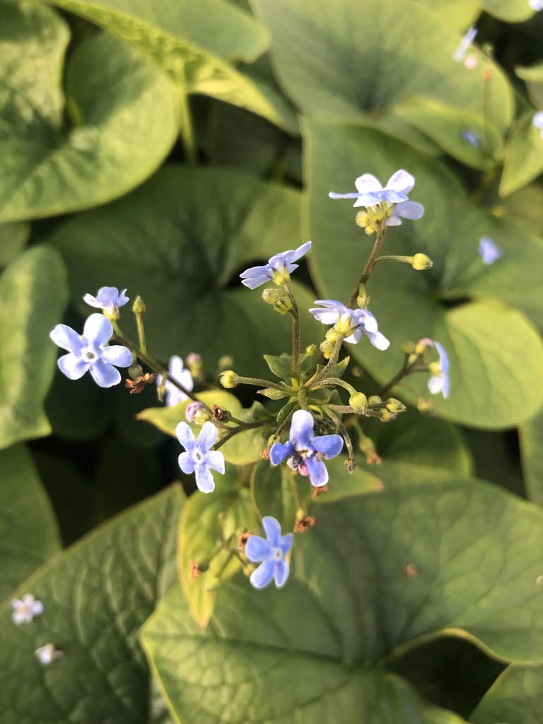 6 x Brunnera sibirica - Nontiscordardime caucasico in vaso 9x9 cm