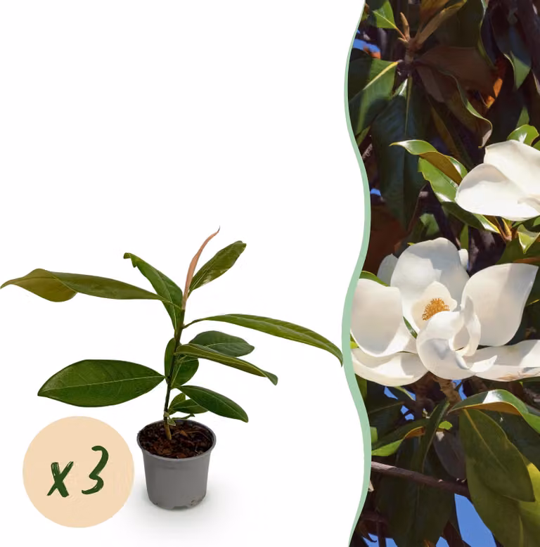 Magnolia grandiflora - Fiore bianco - 3 piante - Sempreverde - Bassa manutenzione - 30cm - Ø12cm - Pianta da giardino