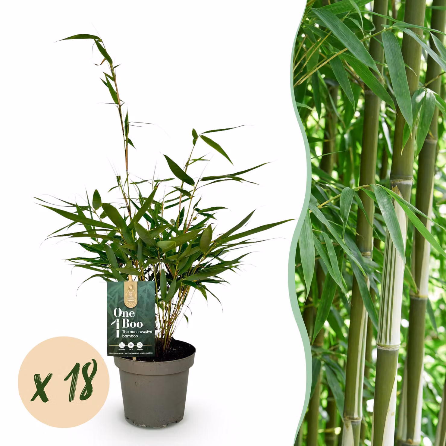 Bambù - Fargesia robusta Pingwu - Sempreverde - Non invasivo - Verde - 18 piante - 25-35cm - Ø14cm - Pianta da giardino