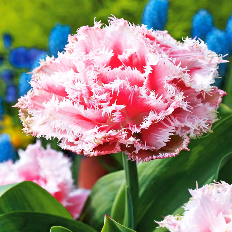 Tulipani Bulbi Fiori Tulipani doppi frangiati Queensland 5 pz.