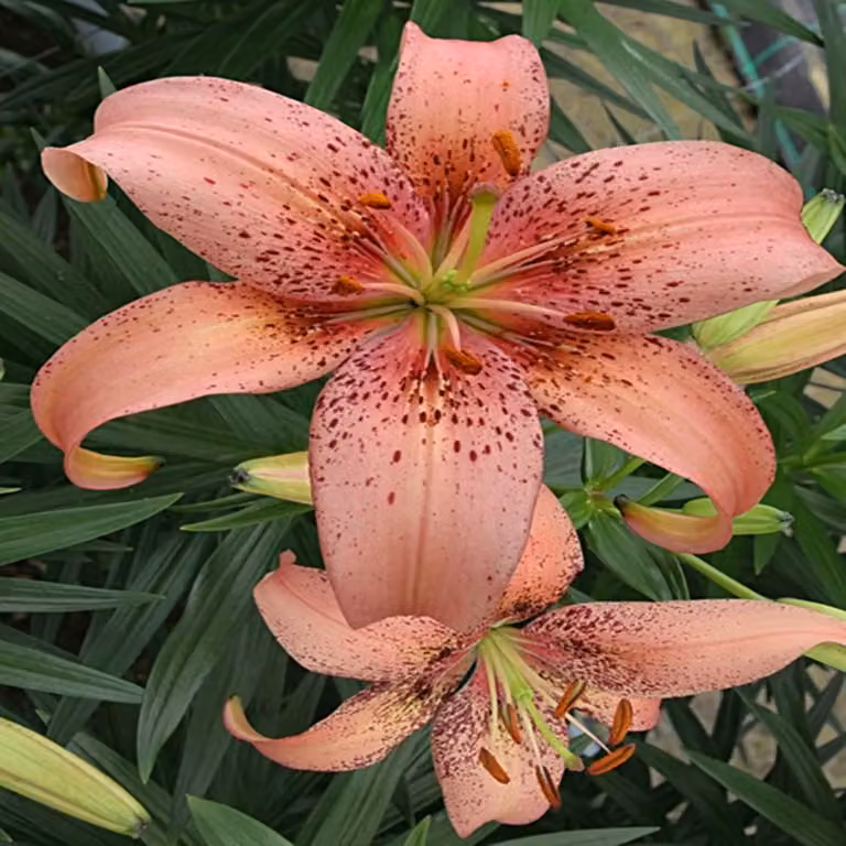 Lilia asiatica Morpho Pink 1 pz. Lilie bulbi di lilia bulbi da fiore
