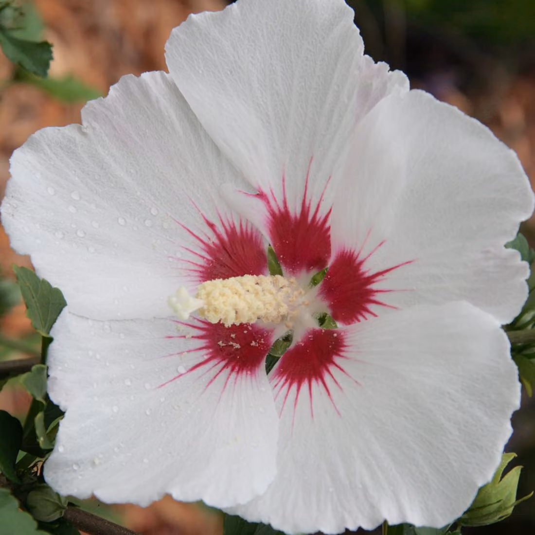 2 piante di ibisco (Hibiscus syriacus 'Red Heart'), altezza 40-60 cm, coltivate in vaso