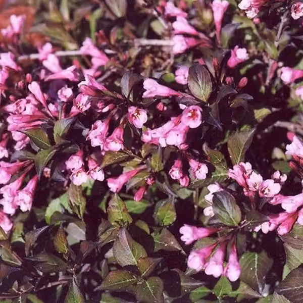 2 piante di Weigela 'Nana Purpurea' (Weigela florida 'Nana Purpurea'), con foglie a forma di punta, fornite in vaso, altezza: 30-40 cm
