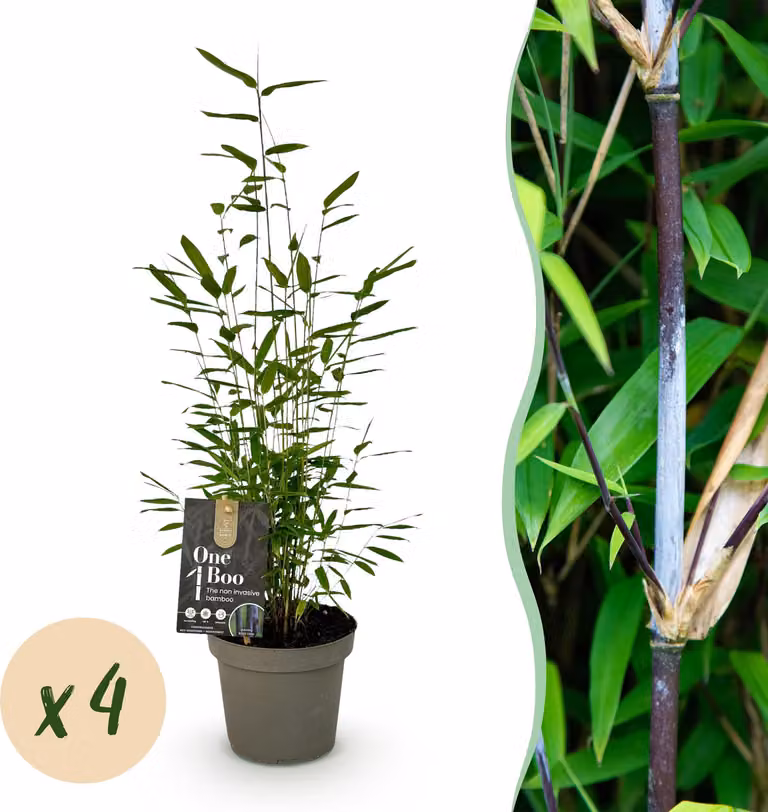 Bambù - Fargesia Black Dragon - Verde - 4 piante - Sempreverde - Non rotante - Vaso 14cm Altezza 35cm - 25-35cm - Ø14cm - Pianta da giardino