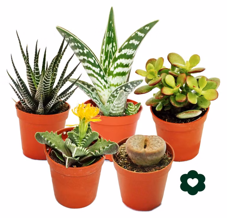 5 diverse piante grasse vaso da 5,5 cm in un set