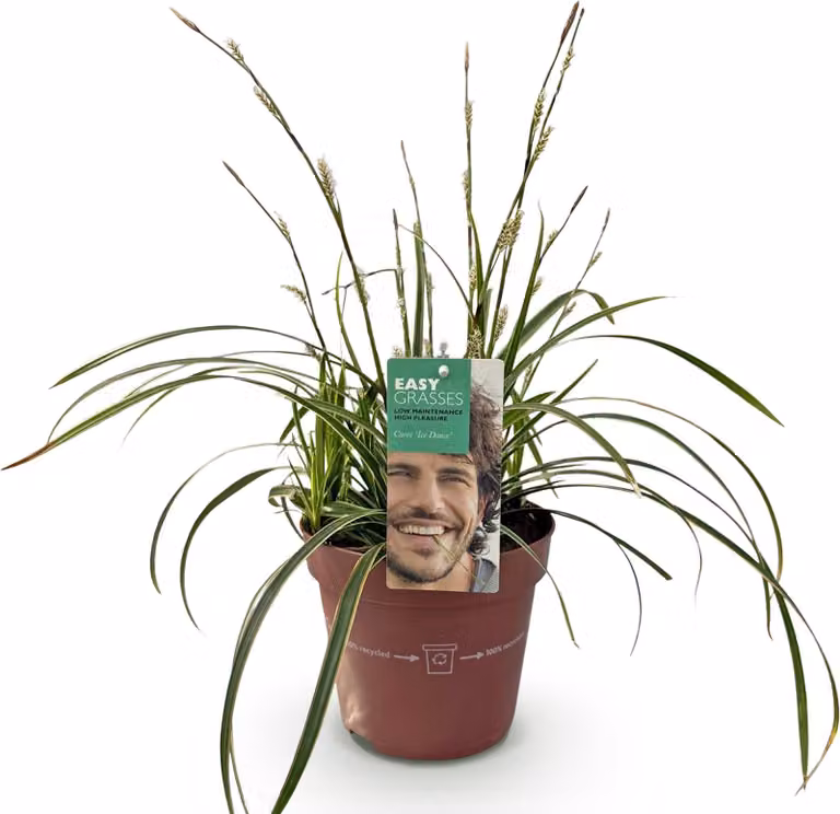 Erba ornamentale Carex morrowii Ice Dance - Bianco - Foglie variegate di verde