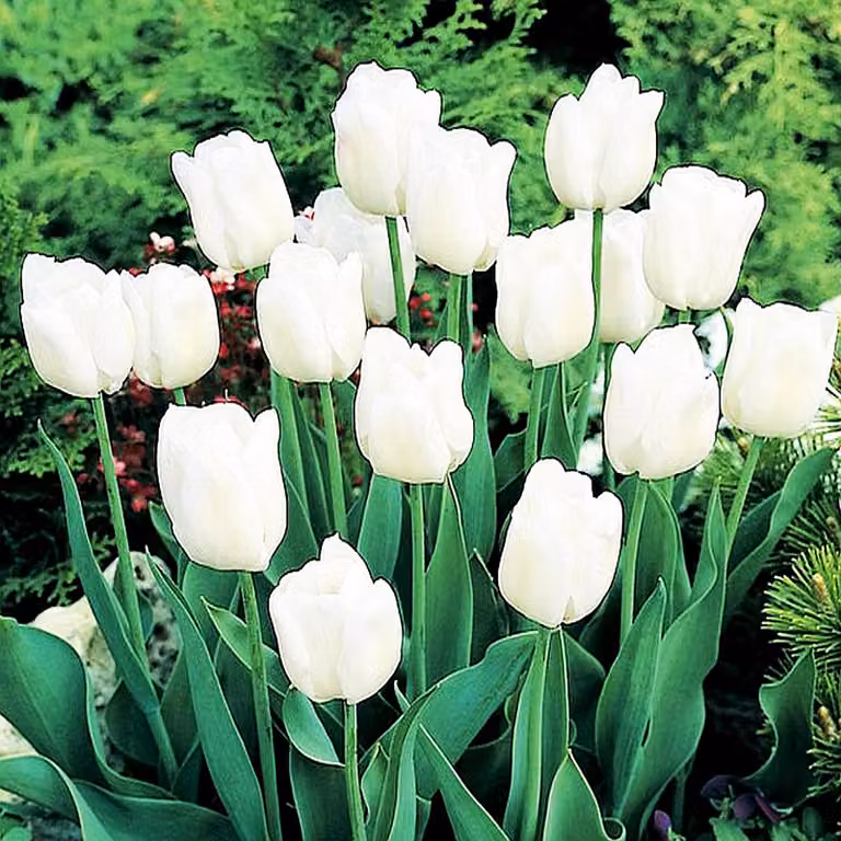 Tulipani Bulbi di fiori Bulbi di fiori Tulipani bianchi 10 pz.