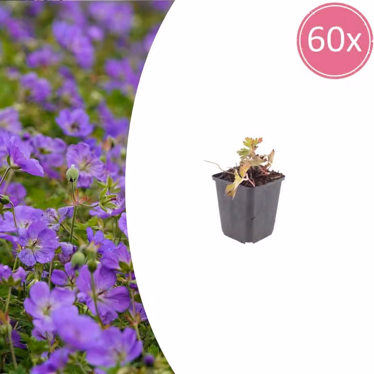Geranium wallichianum "Azure Rush" - Storchschnabel - 9cm Topf - 10-25cm - Set con 60 piante