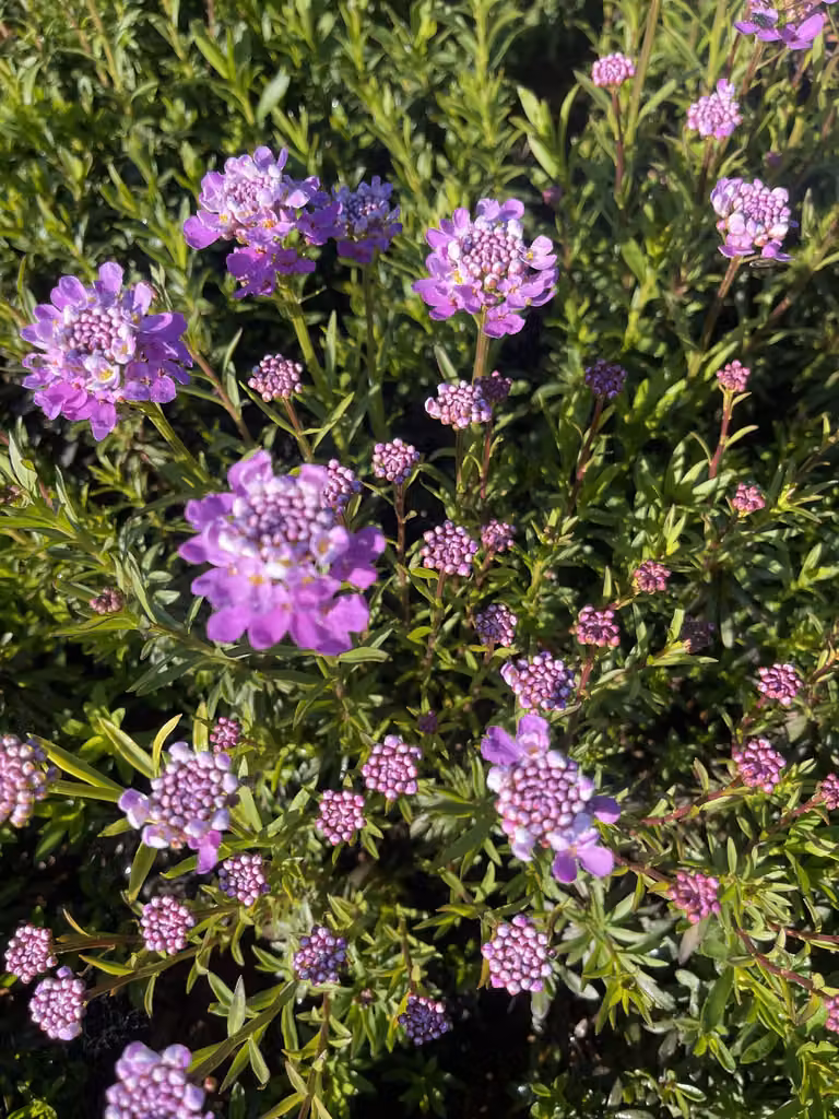 6 x Iberis Sempervirens 'Absolutely Amethyst' - Fiore a nastro - vaso 9 x 9 cm