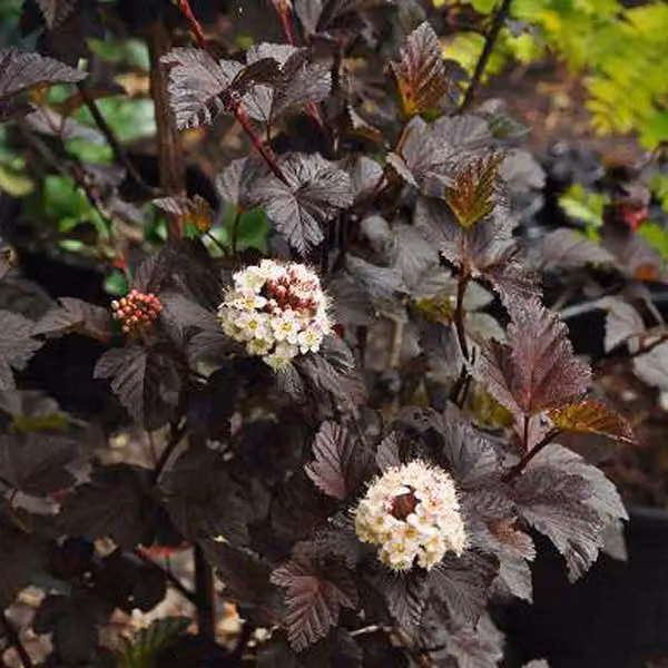 2 piante di Physocarpus opulifolius 'Diabolo', caratterizzate da foglie rosso intenso, fornite in vaso, altezza: 30-40 cm