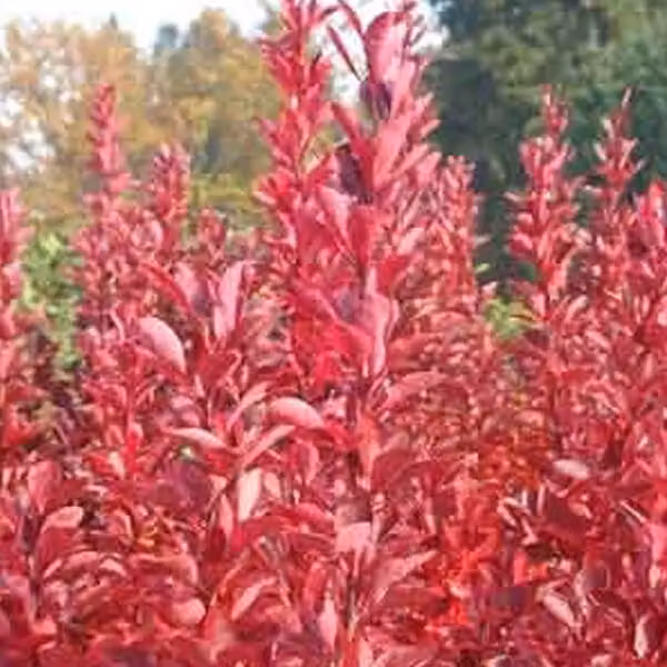 2 piante di Berberis thunbergii 'Red Rocket' | Altezza: 25-30 cm, fornite in vaso