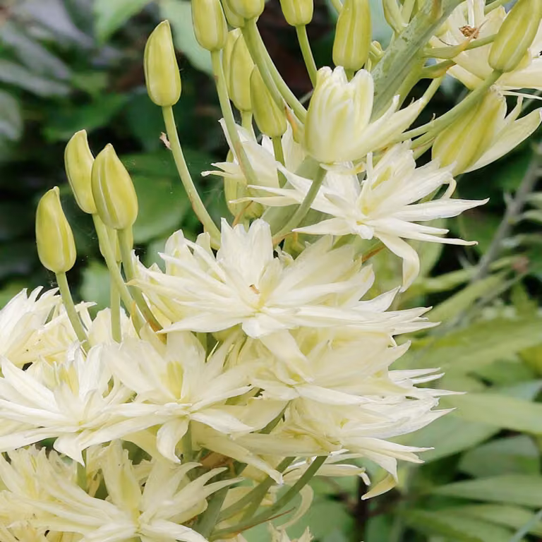 Fiori di Camassia Bulbi di Kamasja Semiplena 1 pz.