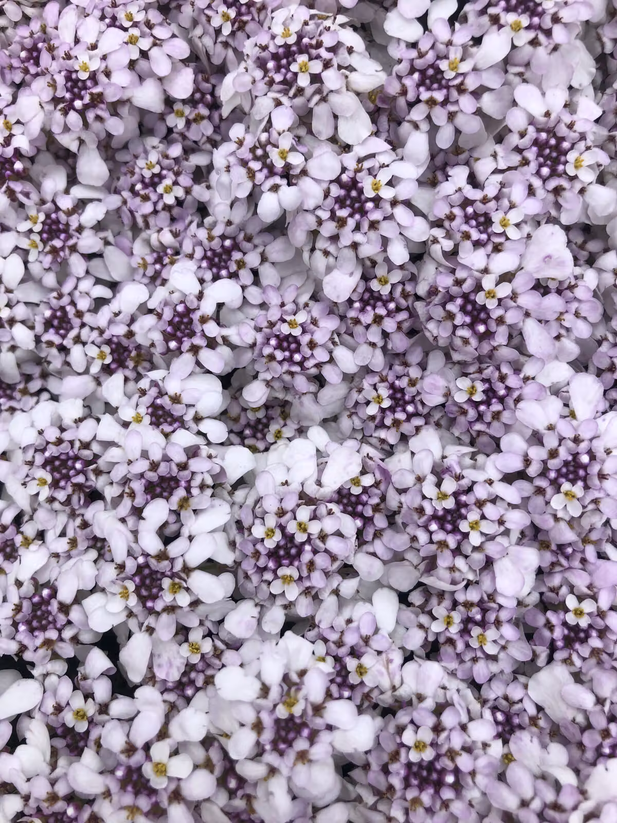 6 x Iberis Sempervirens 'Pink ice'® - Fiore a nastro - vaso 9 x 9 cm