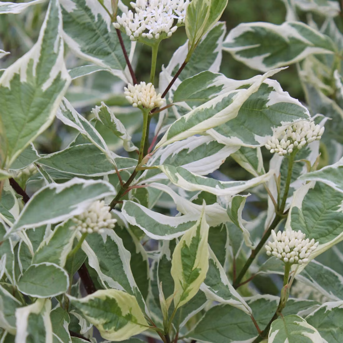 2 piante di Cornus alba 'Elegantissima' (Hartriegel), altezza 60-80 cm, in vaso