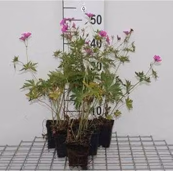 6 x Geranium hybr. 'Patricia' - Cranesbill - vaso 9 x 9 cm