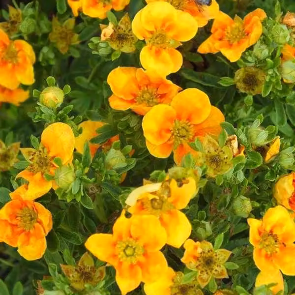2 piante nane – Potentilla fruticosa 'Mango Tango' | 25-30 cm in vaso