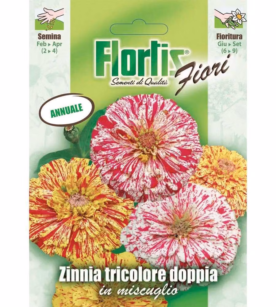 Zinnia Tricolore Doppia - Pianta Annuale con Grandi Fiori - 70-80 cm