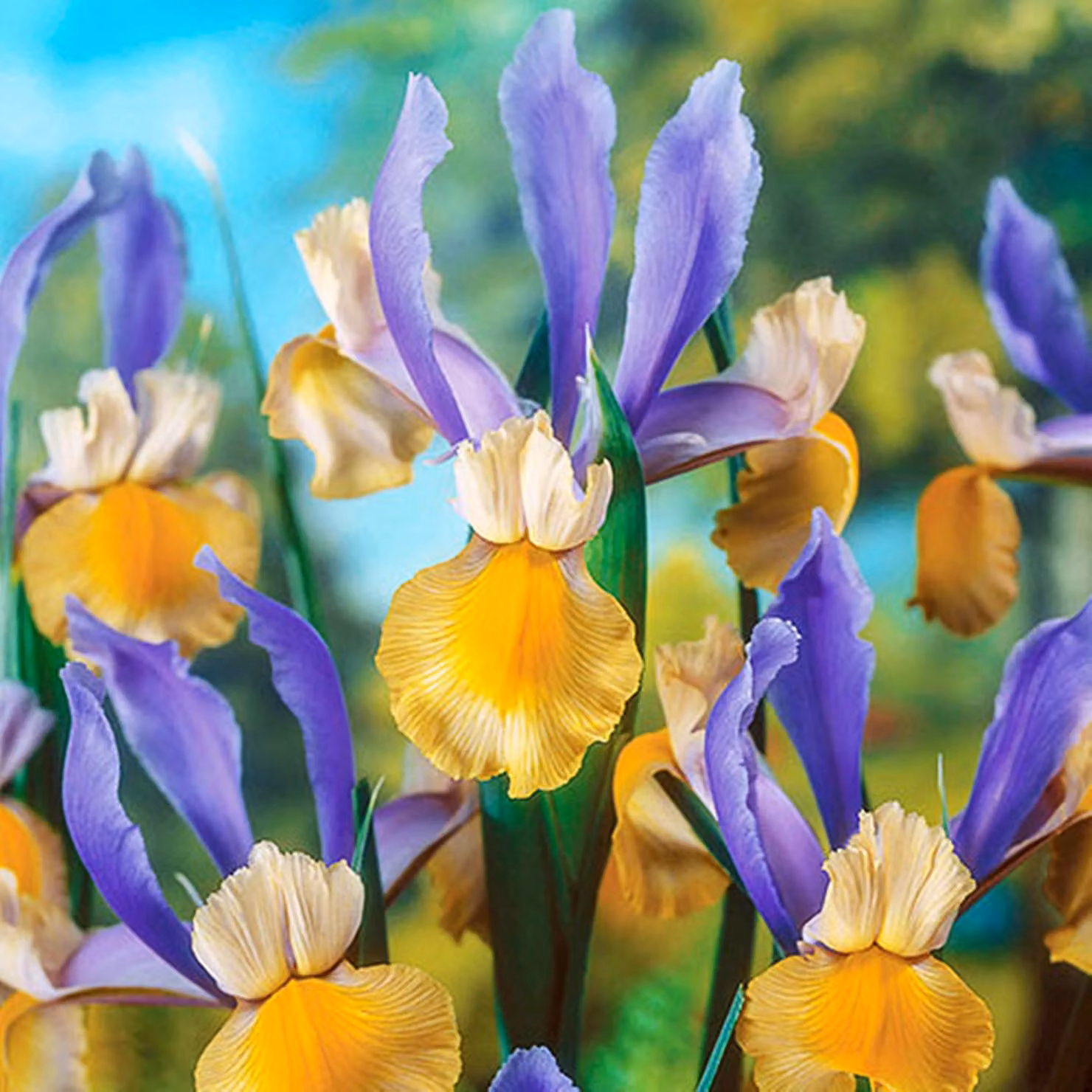 Bulbi di iris, fiori di iris, iris olandese, gladiolo, Miss Saigon (10 pezzi).