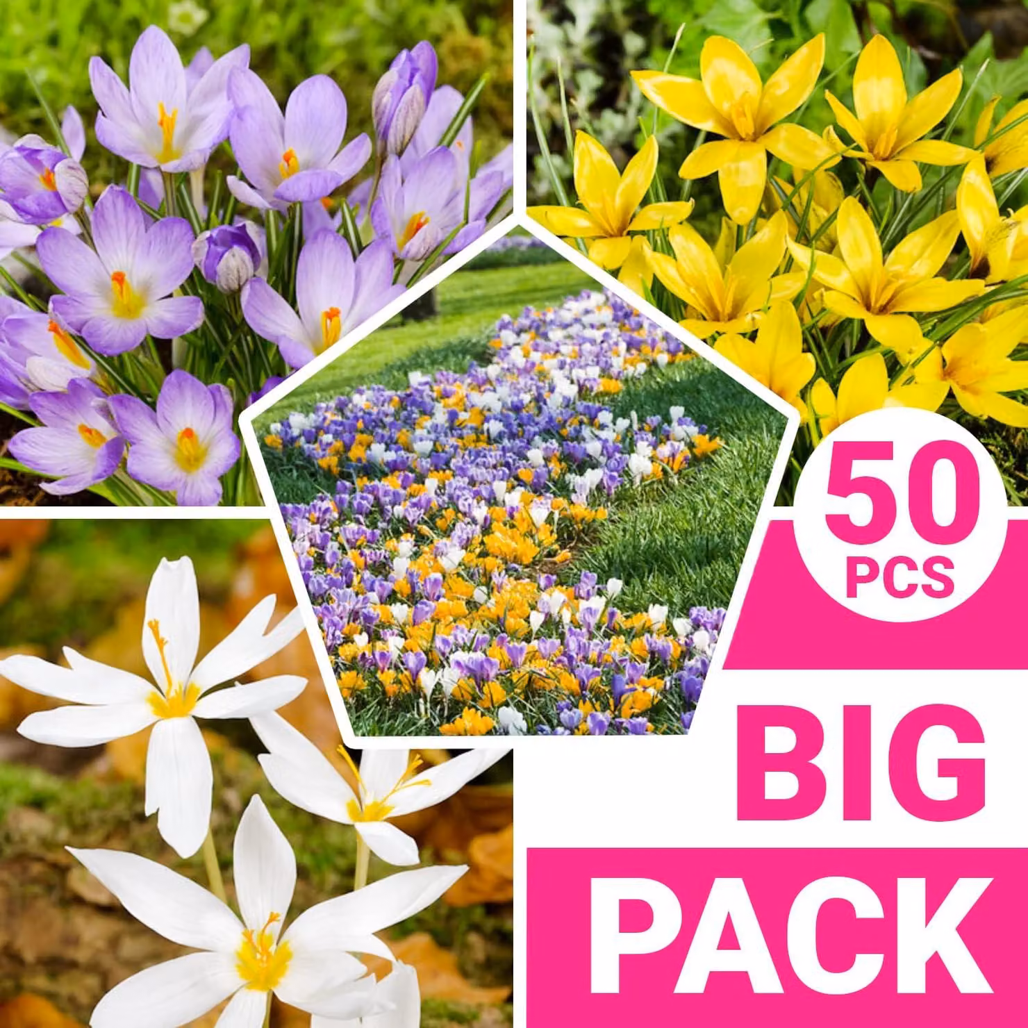 Bulbi di croco botanici, resistenti al freddo, perenni - 50 esclusivi bulbi da fiore - Mix di 5 varietà - Piante vere provenienti dall'Olanda - Adatti per giardino e vasi (nessun seme, non artificiali)