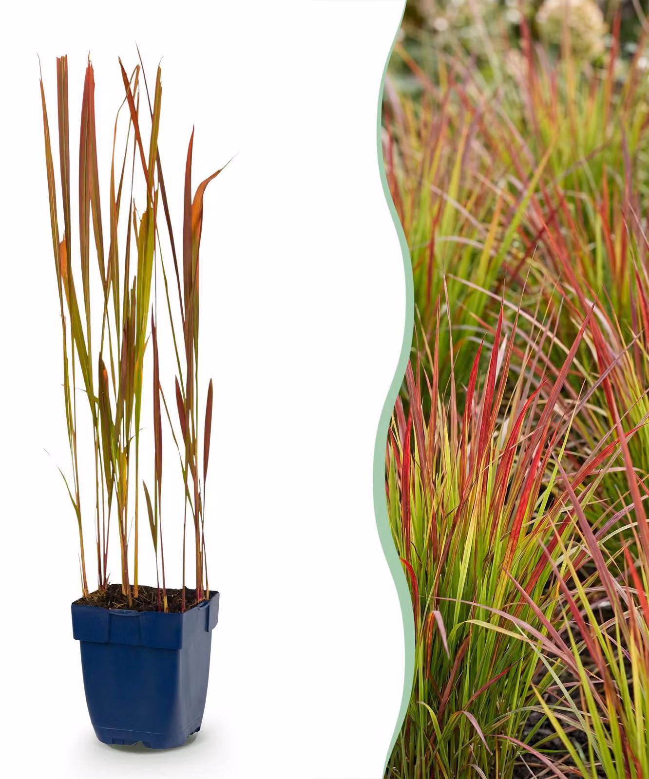 Imperata cylindrica Red Baron - Erba del sangue giapponese - Germogli rossi - Rosso - 15-25cm - Ø11cm - Pianta da giardino