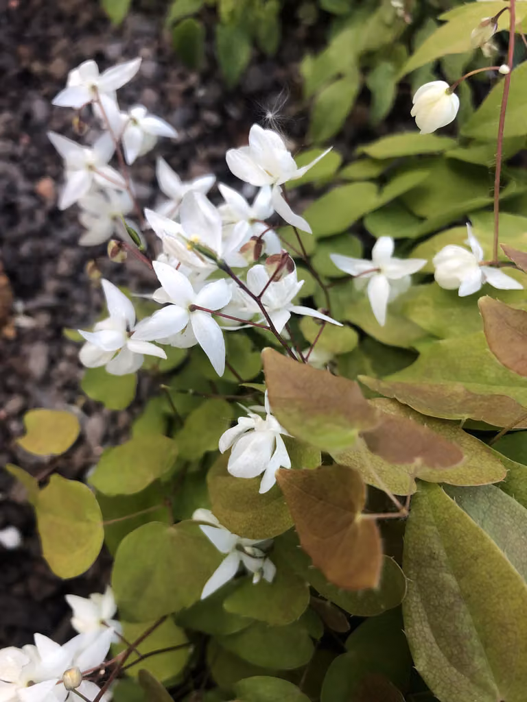 6 x Epimedium Youngianum 'Niveum' - Fiore delle fate - vaso 9x9 cm