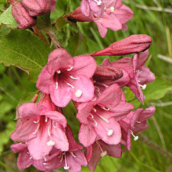 2 piante di Weigela - Weigela florida 'Victoria' | Altezza: 50-60 cm, fornite in vaso