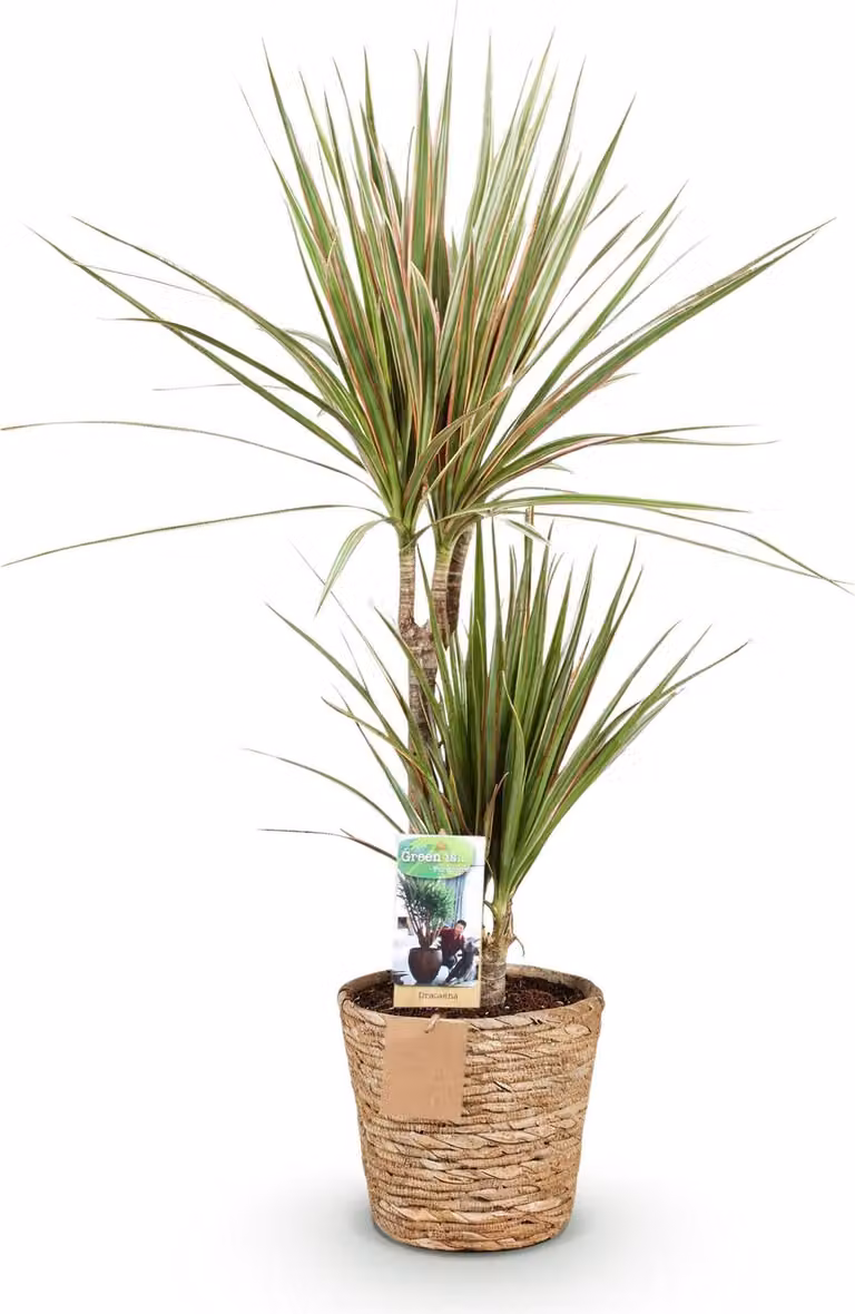 Dracaena Marginata Bicolor 70-75cm, 17cm, con vaso, facile da curare, pianta