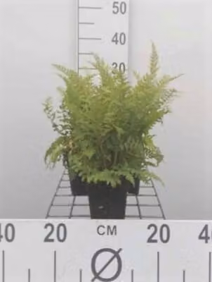 6 x Set di Polystichum. dahlem' - Felce filiforme 'Dahlem' - Vaso 9 x 9 cm