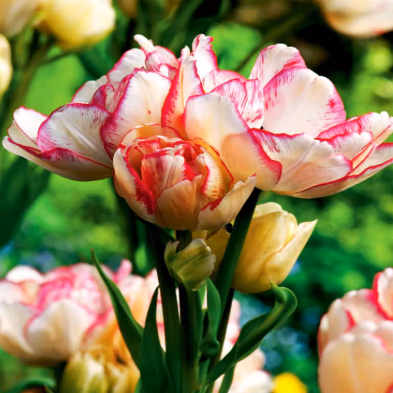 Tulipani Bulbi di fiori Bulbi di fiori Tulipani Belicia 5 pz.