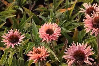 6 x Echinacea purp. 'Sunseekers Salmon' - Sonnenhut - Topf 9 x 9 cm