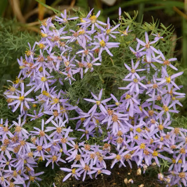 6 piante di Aster a cespuglio basso - Aster sedifolius 'Nanus' | Vaso da 9x9 cm