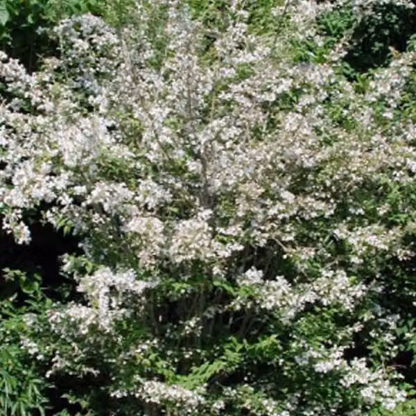 2 piante di Kolkwitzia "Perlmutt"-strauch (Kolkwitzia amabilis) | 30-50 cm in vaso