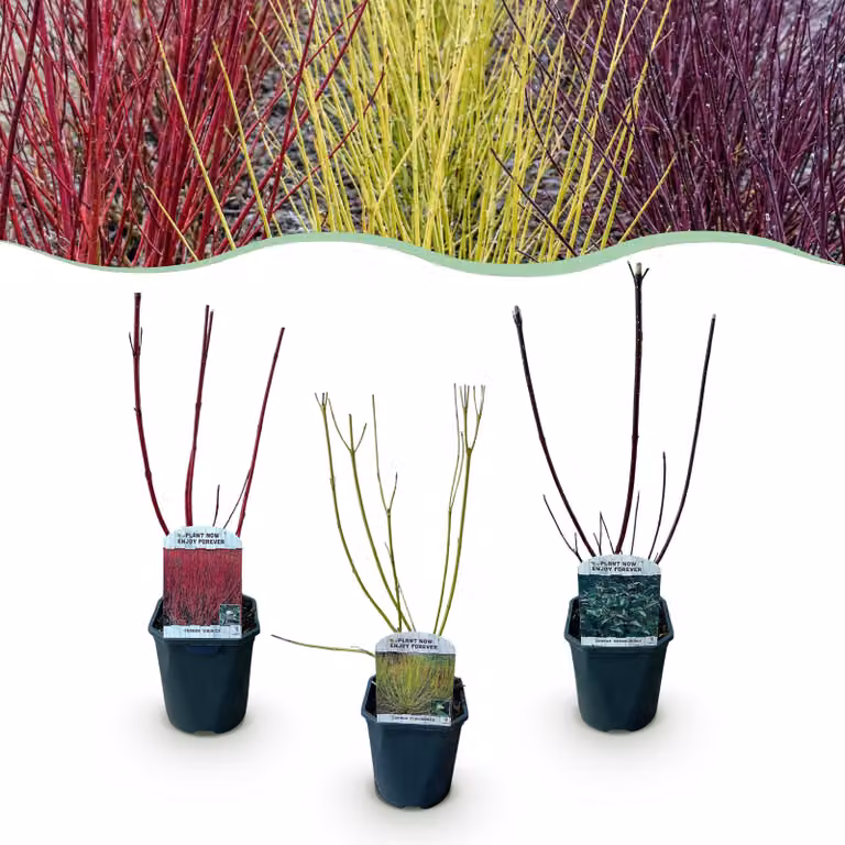 Arbusti - Cornus alba Tricolour - Mix di rami rossi, verdi e viola - 3 piante - Deciduo - Bassa manutenzione - 40-50cm - Ø18cm - Pianta da giardino