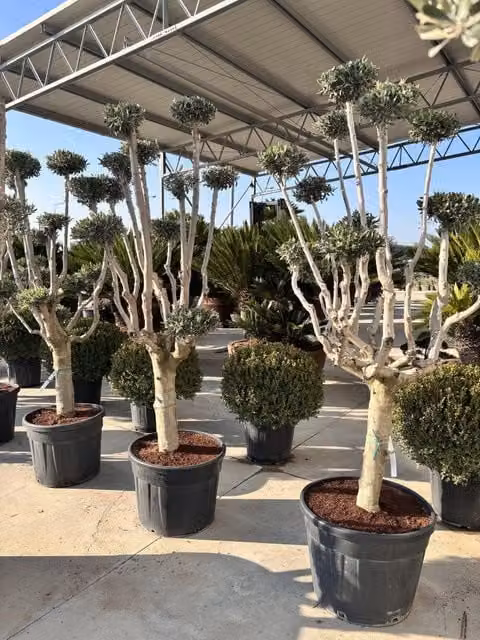 OLEA EUROPAEA ALB.60 PALCHI CIPRESSINO CRF.35/45