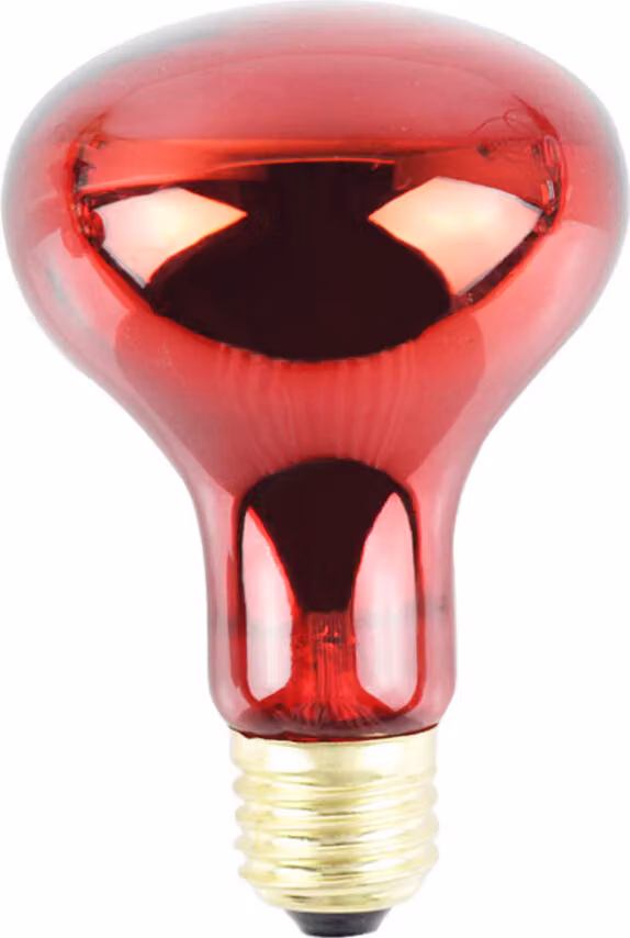 Lampada termica per rettili, riscaldatore notturno a infrarossi da 100W, per lucertole e serpenti