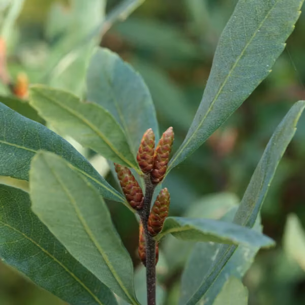 2 piante di mirica (Myrica gale) | Altezza: 30-40 cm, fornite in vaso