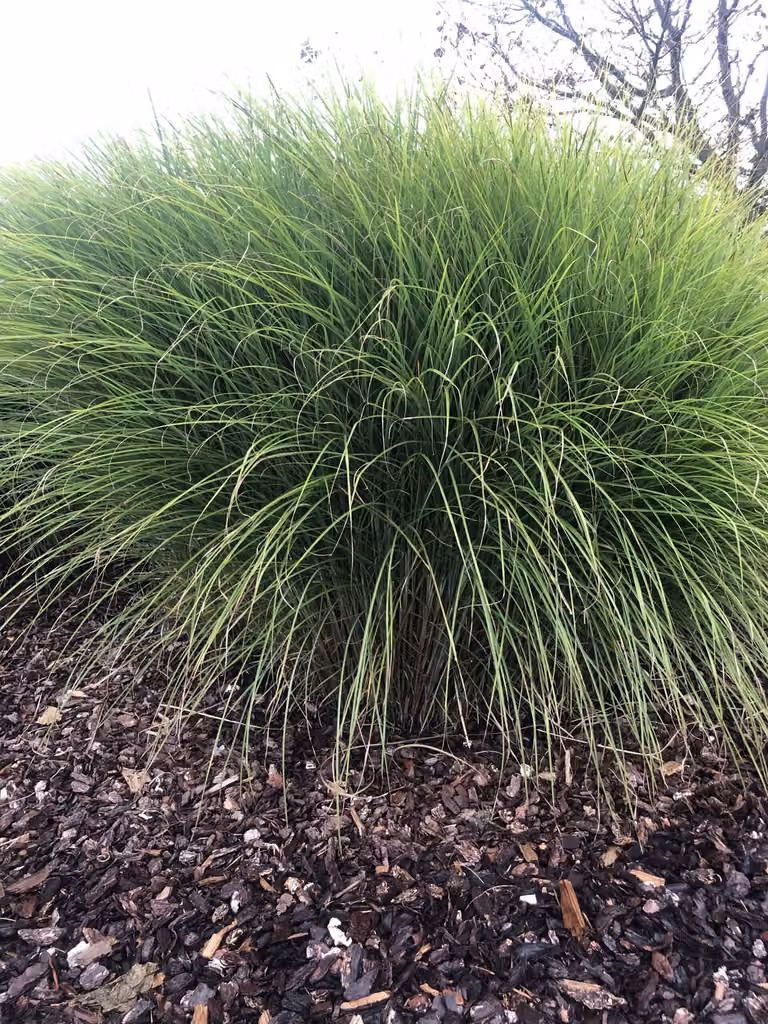 12 x Miscanthus sinensis 'Gracillimus' - Chinaschilf im topf 9 x 9 cm