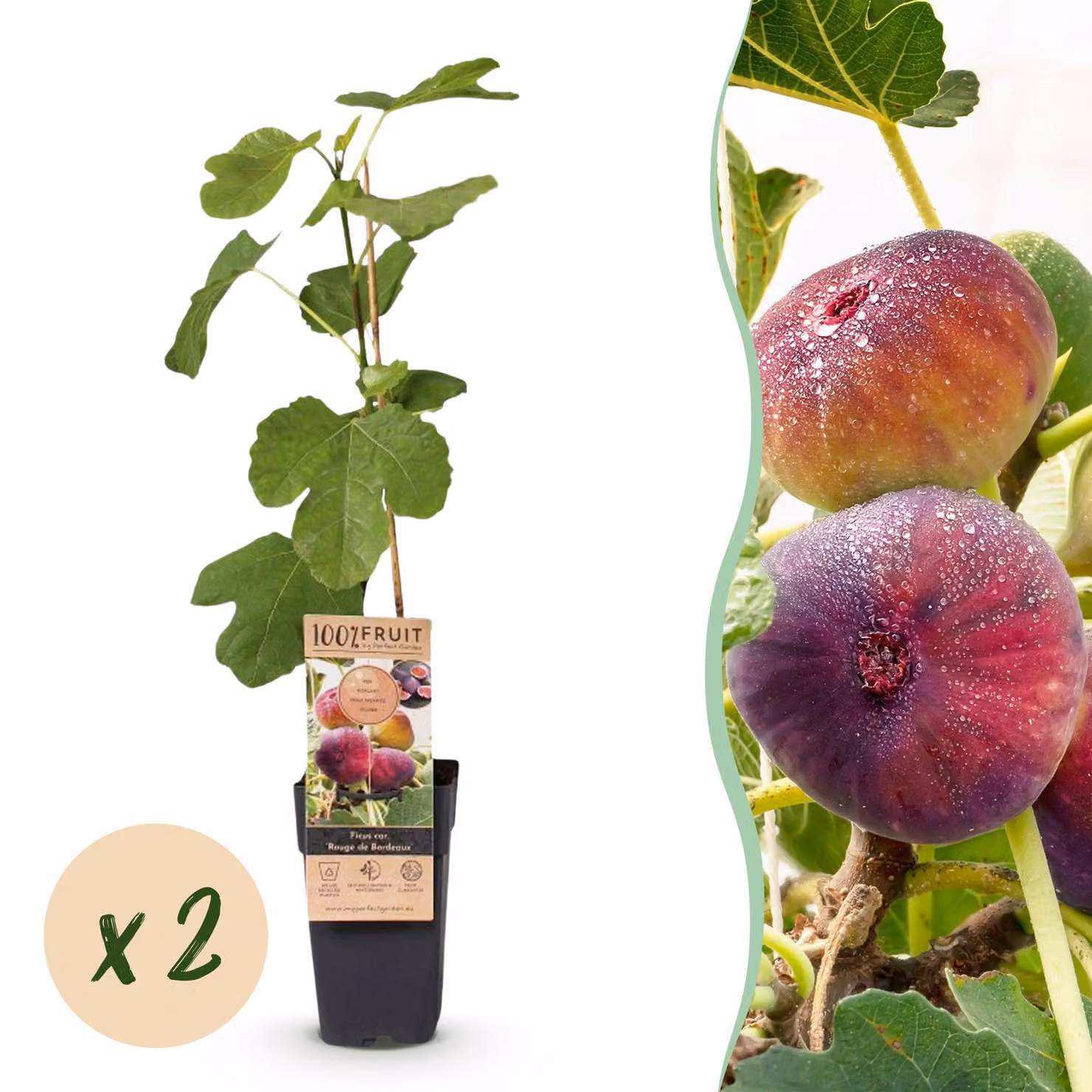 Ficus carica Rouge de Bordeaux - Fico - Difficile da coltivare - Frutti viola - 2 piante - 40-50cm - Ø15cm - Pianta da giardino