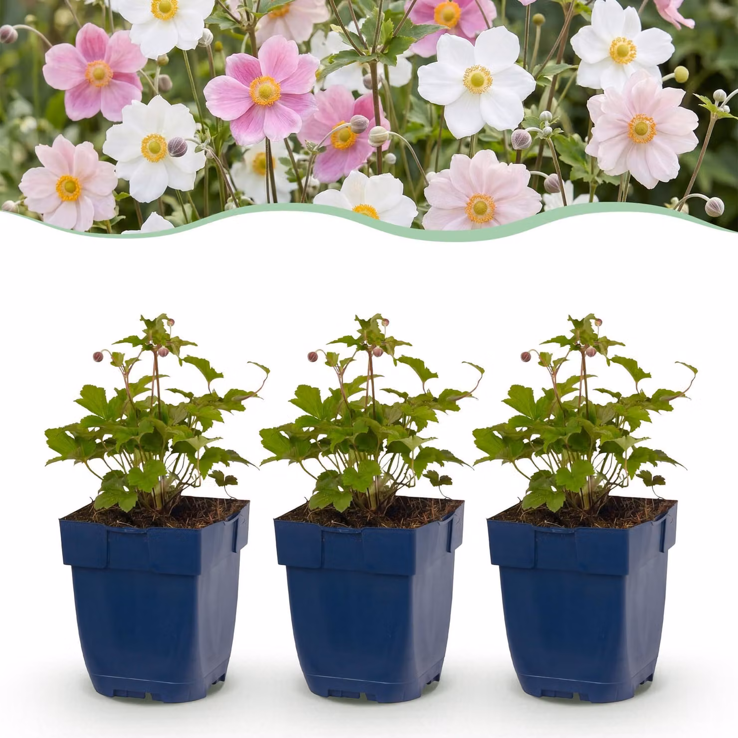 Anemone Tricolour - Anemone autunnale - Ombra - Rosa scuro - Rosa - Bianco - 6 piante - 15-25cm - Ø11cm - Pianta da giardino
