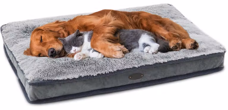 Solidchoice: Cuccia impermeabile per cani, adatta sia per interni che per esterni, resistente e confortevole
