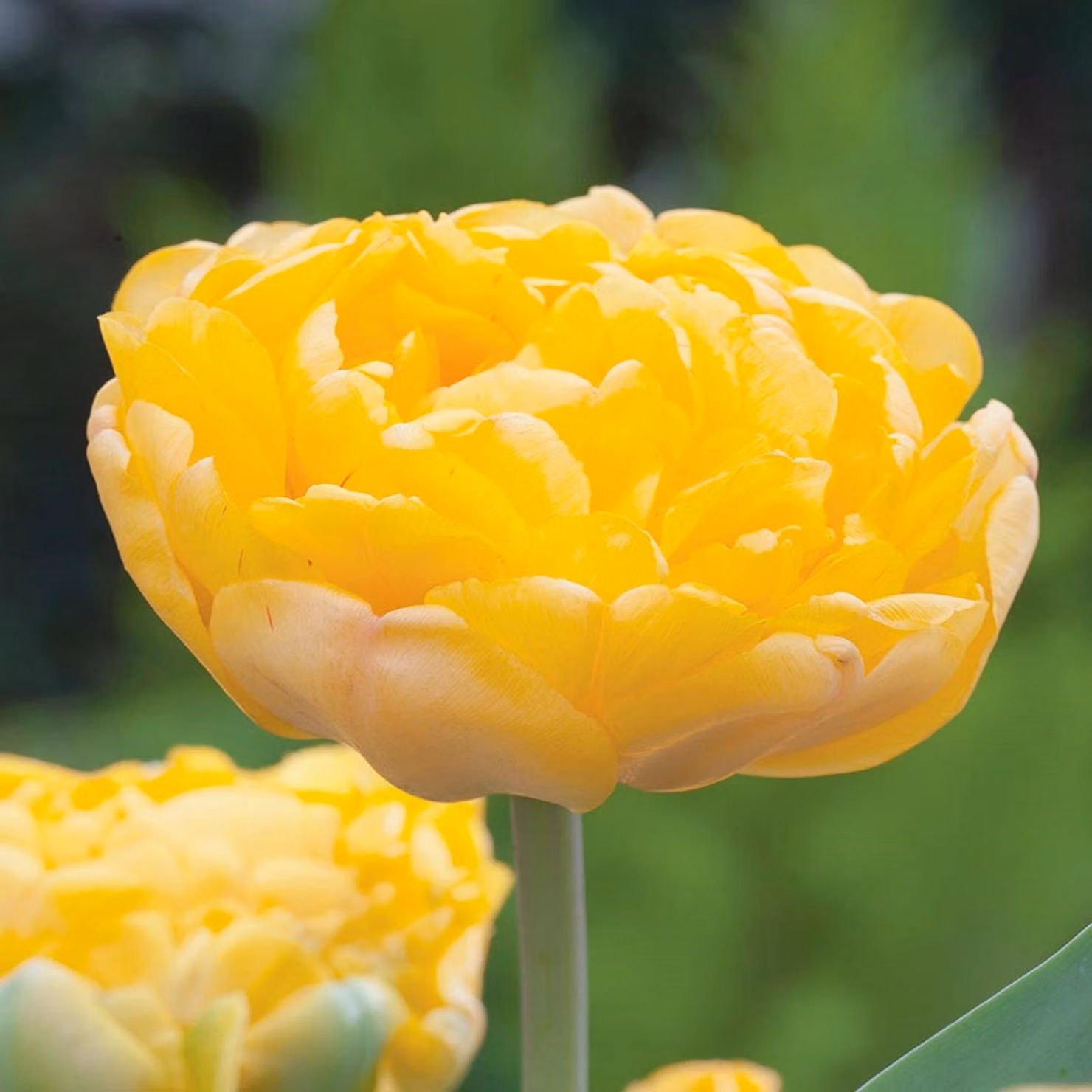 Tulipani Bulbi Fiori Tulipano doppio Giallo Margarita 5 pz.