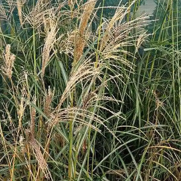 6 piante di *Miscanthus sinensis* 'Flamingo' (erba di bambù 'Flamingo') | Vaso da 9x9 cm